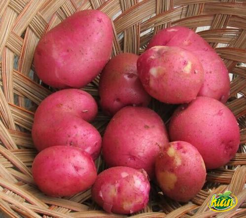 كيفية عرض محصول البطاطس الحلوة لتجار