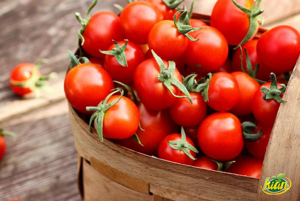 تصدير طماطم شيري بالطن وكيلو إلي الشرق الأوسط
