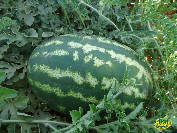 زيادة كبيرة في أسعار البطيخ حسب الموسم