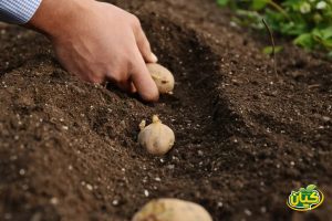 الظروف المثالية لزراعة البطاطس