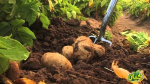 الظروف المثالية لزراعة البطاطس