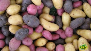 أنواع البطاطس واسعارها
